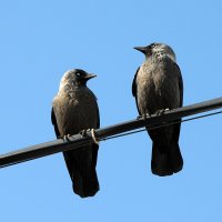 Самозванцев нам не надо-командиром буду Я. :: Юрий Моченов