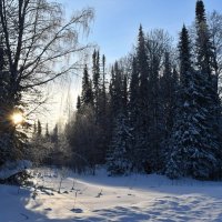 Тишина в зимнем лесу :: Спартак Краснопевцев