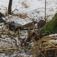 Встреча в лесопарке. Полевой воробей :: Елена Павлова (Смолова)