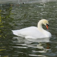 Белый лебедь на пруду :: Нина Бутко