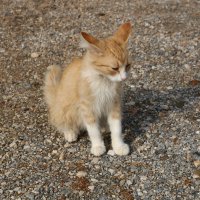 Критские кошки :: Ольга 