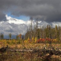 Осень, небо, лес ;-) :: Алексей Пышненко