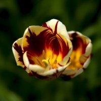 tulip :: Zinovi Seniak