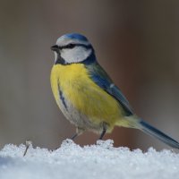 Лазоревка :: Юрий Кирьянов