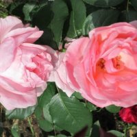 Две розы :: Дмитрий Никитин