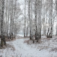 зимний лес :: Влад Платов