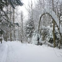 Снежный февраль :: Лидия Бусурина
