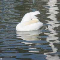 Купание белого лебедя :: Нина Бутко