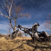 Дерева :: Виктор Четошников