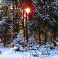 В лесу после снегопада :: Андрей Снегерёв