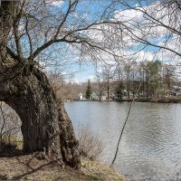 Старая ракита :: Влад Чуев