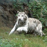 Бегальский белый тигр в прыжке. :: Ольга Лаврова 