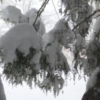 Под тяжестью снега :: Валентин Семчишин