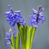 hyacinth :: Zinovi Seniak