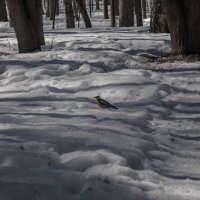 дятел Природный - исторический парк " ТУШЕНСКИЙ " :: Ринат Засовский