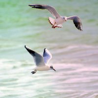 Чайки над морем летают... :: Ольга (crim41evp)