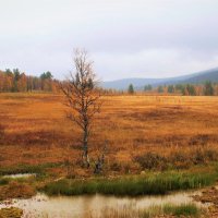 Порыжели к осени поляны :: Сергей Чиняев 