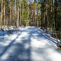 Ещё в лесу белеет снег. :: Милешкин Владимир Алексеевич 