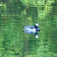 Синяя птица счастья на московском пруду :: Александр Чеботарь