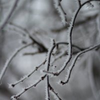 ветка в снегу :: Арина 