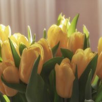 Желтые тюльпаны. :: Светлана Мельник