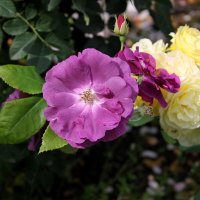 Такие разные розы :: tamara kremleva