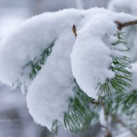 Снег на сосновой ветке :: Александр Синдерёв