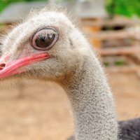 Портрет страуса в белоруской эмиграции :: Анатолий Клепешнёв