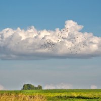 Зелёное поле, облако белое, Птицы роятся, слышен их гвалт... :: Анатолий Клепешнёв