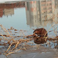 Городская ондатра :: Влад Платов