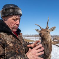 Пашины маралы :: Валерий Михмель 