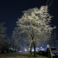 Вечер туманного дня... Иней... :: Юрий Куликов