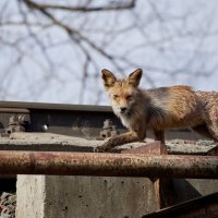 Жизнь не сказка (( (1) :: Александр Запылёнов