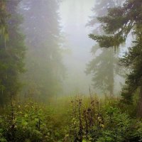 Утренний лес :: Сергей Чиняев 