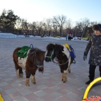 Пони,тоже кони... :: Андрей Хлопонин