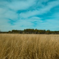 Полянка) :: Алексей Подплетько