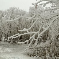 Морозный день – на ветках иней.  Деревья будто в серебре...(из А.  Зеленский) :: Петр Фролов