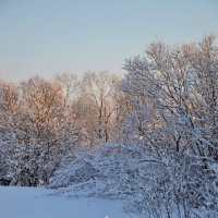 МОЯ ДЕРЕВНЯ, Грачиная роща. :: Виктор Осипчук