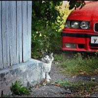 Испуганный кот :: Меднов Влад Меднов