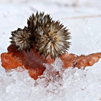 Весенние зарисовки.. :: Андрей Заломленков