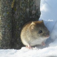 Мышка лесная, весенняя.  Apodemus uralensis :: Raduzka (Надежда Веркина)