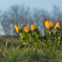 Адонис весенний. :: Евгений Воропинов