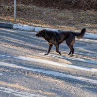 В Дмитрове даже собаки знают где нужно переходить дорогу. :: Анатолий. Chesnavik.