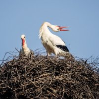 Песня для подруги :: Татьяна Семенова