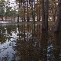 Апрельские "зеркала". В городском лесу. :: Михаил Полыгалов