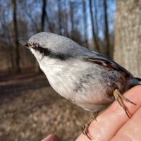 Поползень :: Сапсан 