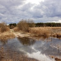 Дорога на болотах :: оксана 