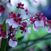 Орхидея :: ZNatasha -