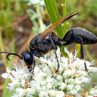 Sphex leuconotus :: Константин Штарк