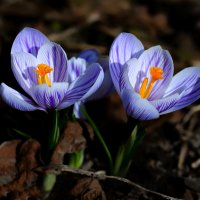 crocuses :: Zinovi Seniak